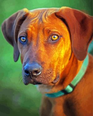 Ridgeback Animal Paint By Numbers