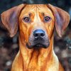 Aesthetic Ridgeback Paint By Numbers