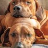 Ridgeback Dogs Paint By Numbers