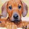 Ridgeback Puppy Paint By Numbers