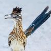 Roadrunner Bird Paint By Numbers