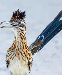 Roadrunner Bird Paint By Numbers