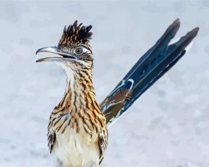 Roadrunner Bird Paint By Numbers