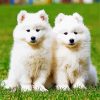 White Puppies Paint By Numbers