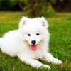 White Samoyed Puppy Paint By Numbers