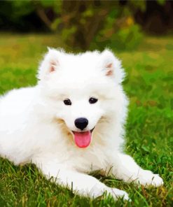 White Samoyed Puppy Paint By Numbers