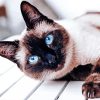 Cute Siamese Cat Paint By Numbers