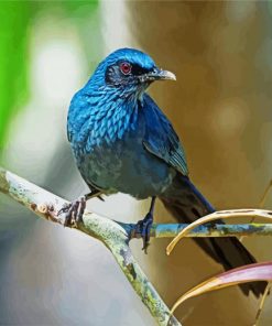 Blue Mockingbird Paint By Numbers