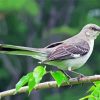 Tropical Mockingbird Paint By Numbers