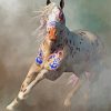 Warrior Appaloosa Paint By Numbers