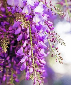 Wisteria Flowers Paint By Numbers