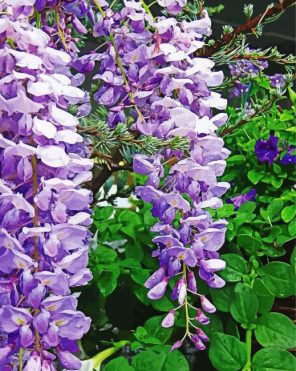 Purple Wisteria Paint By Numbers