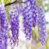 Aesthetic Wisteria Paint By Numbers