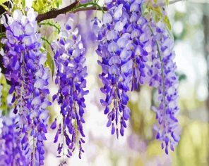 Aesthetic Wisteria Paint By Numbers