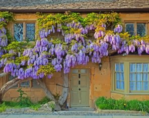 Wisteria Plant Paint By Numbers