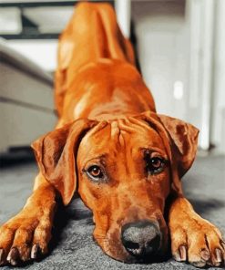 Adorable Ridgeback Paint By Numbers