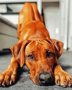 Adorable Ridgeback Paint By Numbers