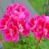 Geraniums Roses Paint By Numbers