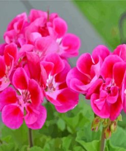 Geraniums Roses Paint By Numbers