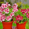 Geraniums Flowers Paint By Numbers