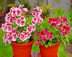 Geraniums Flowers Paint By Numbers