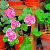 Geraniums Paint By Numbers