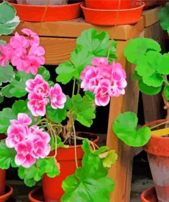 Geraniums Paint By Numbers