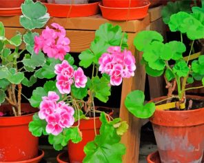 Geraniums Paint By Numbers