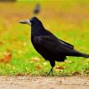 Black Rook Bird Paint By Numbers