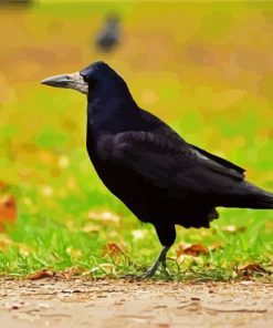 Black Rook Bird Paint By Numbers