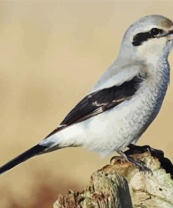 Shrike Bird Paint By Numbers