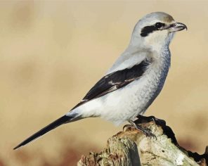 Shrike Bird Paint By Numbers