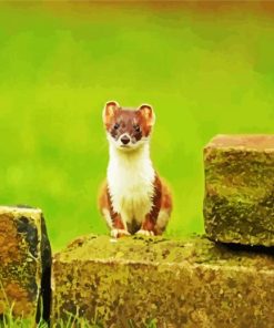 Aesthetic Stoat Paint By Numbers