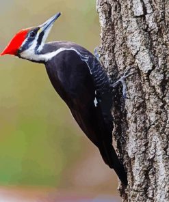 Woopecker Bird Paint By Numbers