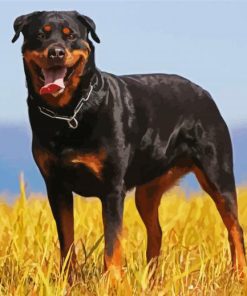 Black Rottweiler Paint By Numbers