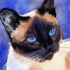 Siamese Cute Kitty Paint By Numbers