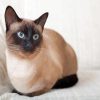 Aesthetic Siamese Kitty Paint By Numbers