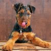 Cute Terrier Puppy Paint By Numbers