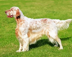 Dog Breed Paint By Numbers