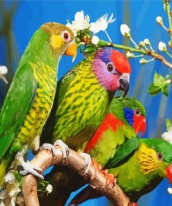 Colorful Birds Paint By Numbers