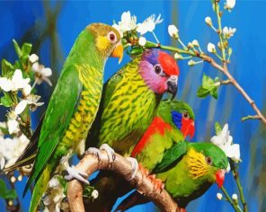 Colorful Birds Paint By Numbers