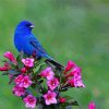 Cute Blue Birds Paint By Numbers