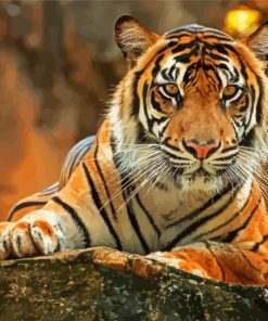 Animal Tiger Paint By Numbers