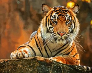 Animal Tiger Paint By Numbers