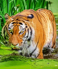 Wild Bengal Tiger Paint By Numbers