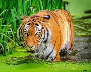 Wild Bengal Tiger Paint By Numbers