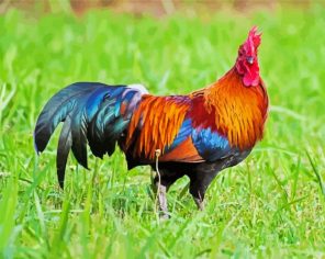 Brown Rooster Paint By Numbers