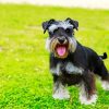 Puppy Schnauzer Paint By Numbers