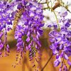 Purple Wisteria Paint By Numbers