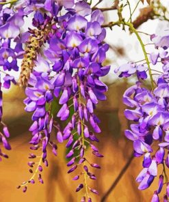 Purple Wisteria Paint By Numbers